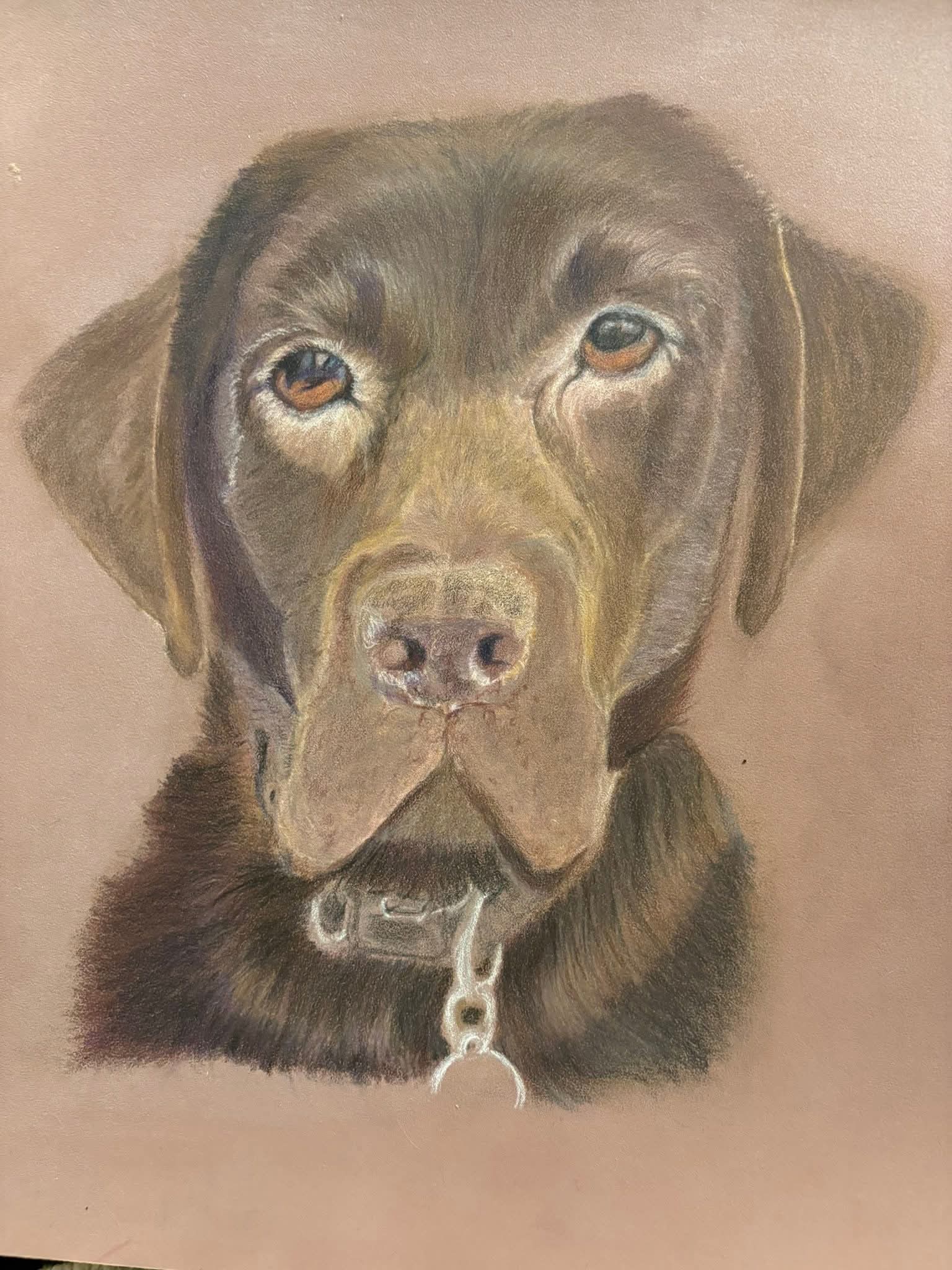 Chocolate Labrador Portrait