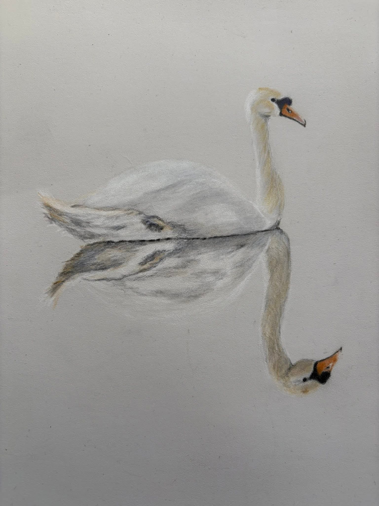 Swan with Reflection